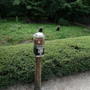 visitors can  feed the Racoon dogs