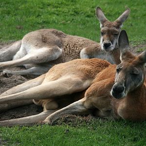 Red kangaroo's