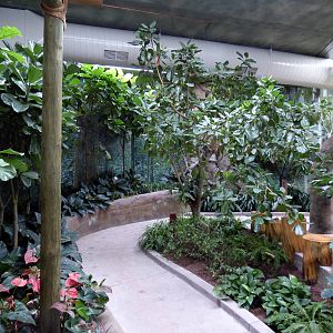 Treasures of the Rainforest