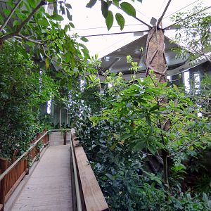 Treasures of the Rainforest