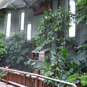 Treasures of the Rainforest - Spectacled Owl Exhibit