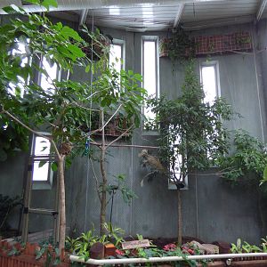 Treasures of the Rainforest - Blue-headed Macaw and Green Magpie Exhibit