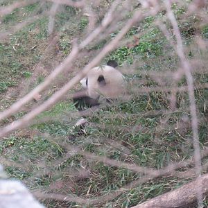 Asia Trail - Giant Panda
