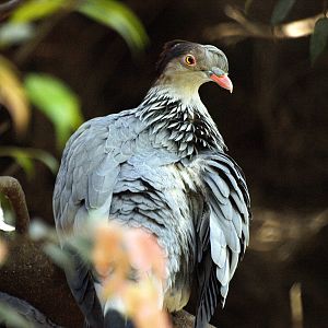 Topknot pigeon