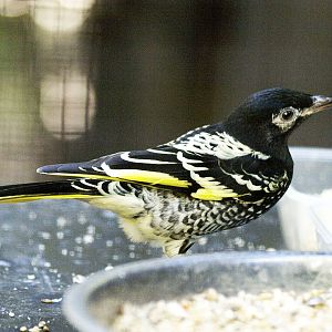 Regent honeyeater