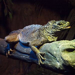 Philippine Sailfin lizard