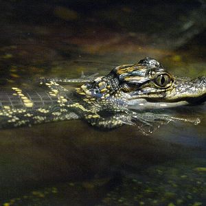 Juvenile American alligator