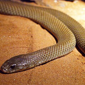 Dwarf King Brown snake
