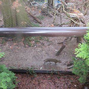 Asia Trail - Fishing Cat