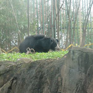 Asia Trail - Sloth Bear