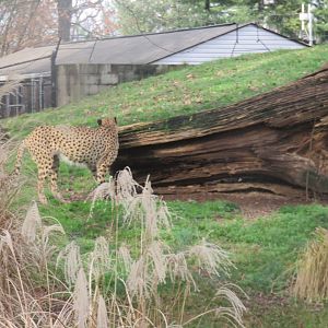 Cheetah  Conservation Station - Cheetah
