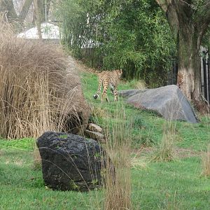 Cheetah  Conservation Station - Cheetah