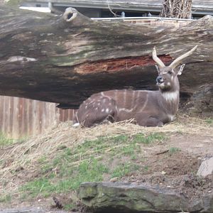 Cheetah  Conservation Station - Sitatunga