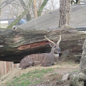 Cheetah  Conservation Station - Sitatunga