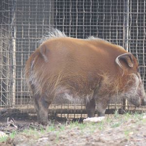 Cheetah  Conservation Station - Red River Hog