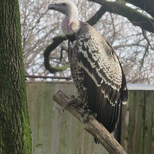 Cheetah  Conservation Station -  Ruppell's Vulture