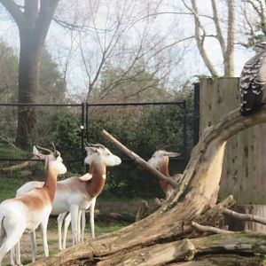 Cheetah  Conservation Station - Dama Gazelle and Ruppells Vulture