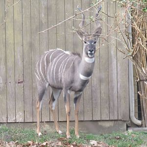 Cheetah  Conservation Station - Lesser Kudu