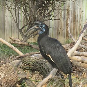 Cheetah  Conservation Station - Abyssinian Ground Hornbill