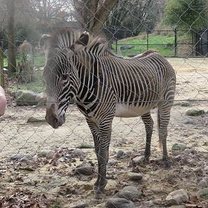 Cheetah  Conservation Station - Grevy Zebra