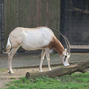 Cheetah  Conservation Station - Scimitar Horned Oryx
