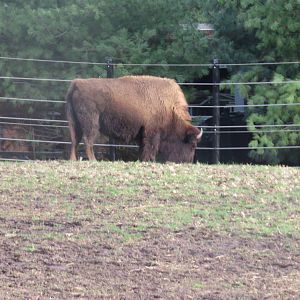 National Zoo - American Bison