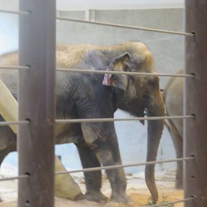 Elephant Community Center - Asian Elephant