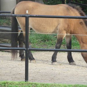 National Zoo - Przewalski's Horse