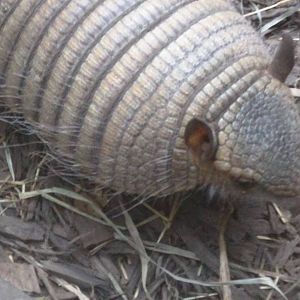 Small Mammal House - Screaming Hairy Armadillo