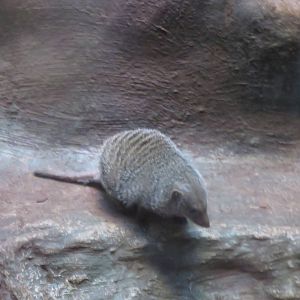 Small Mammal House - Banded Mongoose