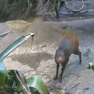 Small Mammal House - Brazilian Agouti