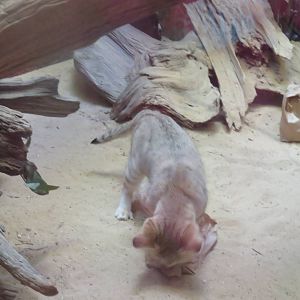 Small Mammal House - Sand Cat