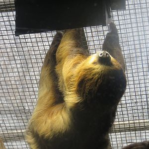 Small Mammal House - Two Toed Sloth