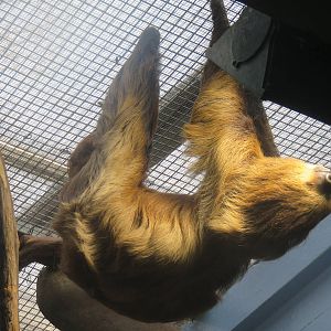 Small Mammal House - Two Toed Sloth