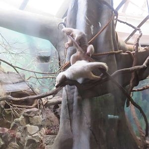 Small Mammal House - Southern Tamandua
