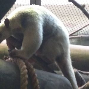 Small Mammal House - Southern Tamandua