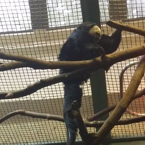 Small Mammal House - Pale Headed Saki