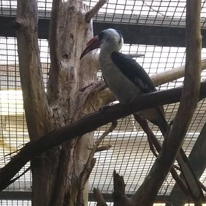 Small Mammal House - Von der Decken's hornbill