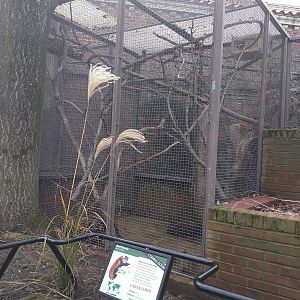 Small Mammal House - Red Pandas coming to a Smithsonian National zoo near y