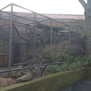 Small Mammal House - Red Pandas coming to a Smithsonian National zoo near y