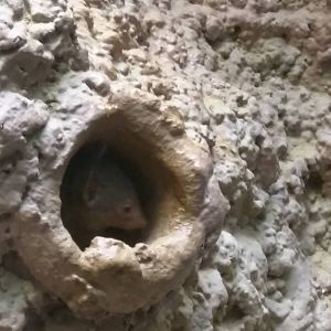 Small Mammal House - Dwarf Mongoose