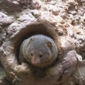 Small Mammal House - Dwarf Mongoose