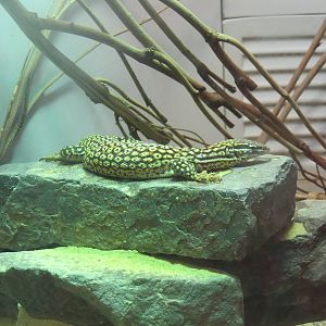 Reptile Discovery Center - Species help needed
