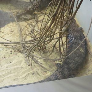 Reptile Discovery Center - Northern Blue-Tongued Skink