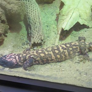 Reptile Discovery Center - Gila Monster
