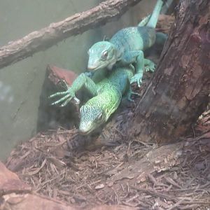 Reptile Discovery Center - Emerald Tree Monitor