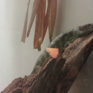 Reptile Discovery Center - Species help needed