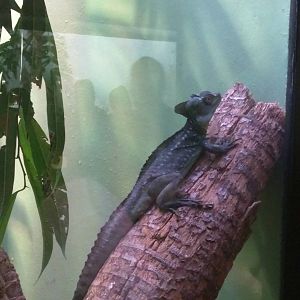Reptile Discovery Center - Green Crested Basilisk