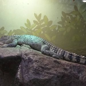 Reptile Discovery Center - Philippine Crocodile