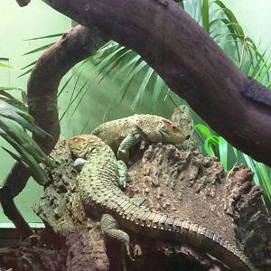 Reptile Discovery Center - Caiman Lizard